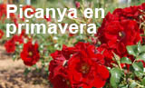 Flors de Picanya. El nostre poble en primavera