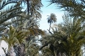 zona hort de les Palmes
